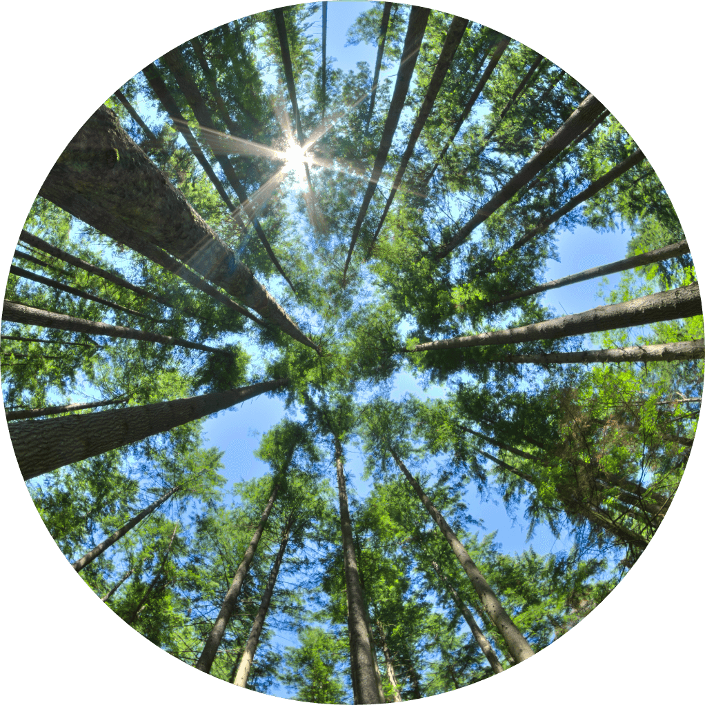 Ground view showing trees in circular shape